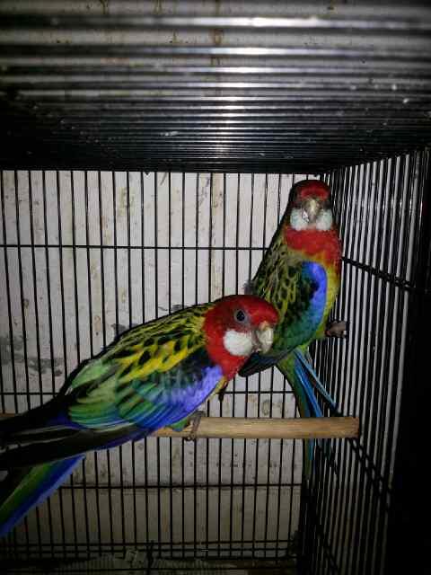 G 14 NTO Farm importir burung paruh bengkok dan kicau