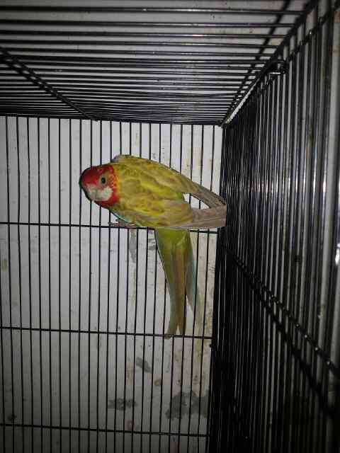 G 14 NTO Farm importir burung paruh bengkok dan kicau