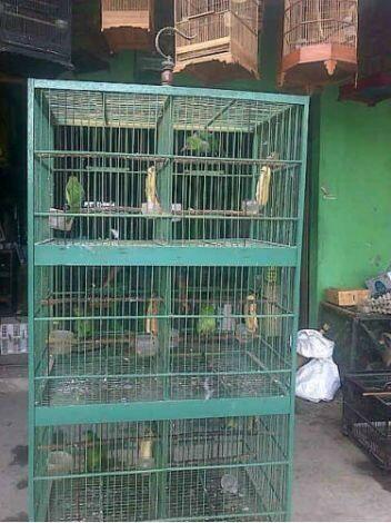Cucak Ijo Anakan umur 5 bulanan