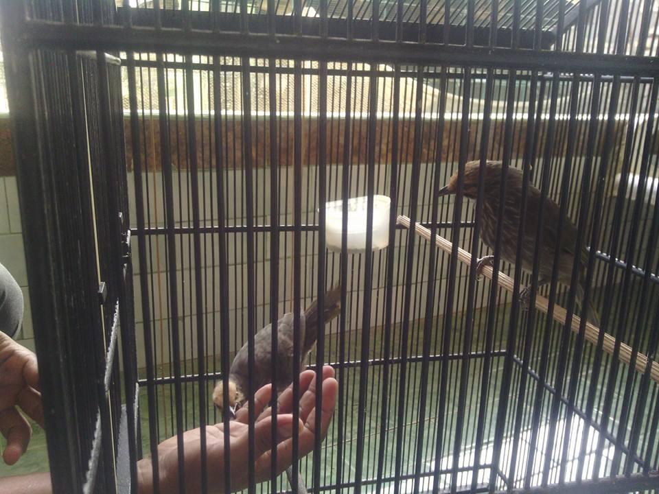 CUCAK ROWO SUARA ROPEL