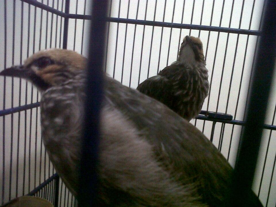 CUCAK ROWO SUARA ROPEL