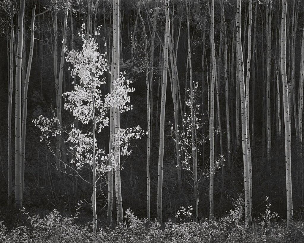 &#91;AMAZING&#93; Foto hitam putih sang Maestro Fotografi Ansel Adams yang menyejukkan Jiwa