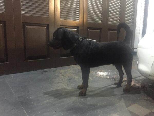 Pejantan Rottweiler Cari Jodoh Betina