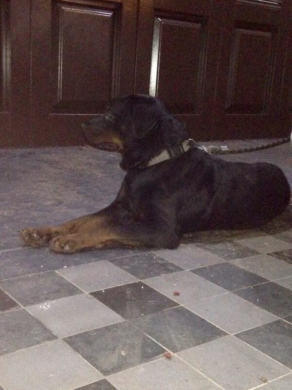 Pejantan Rottweiler Cari Jodoh Betina