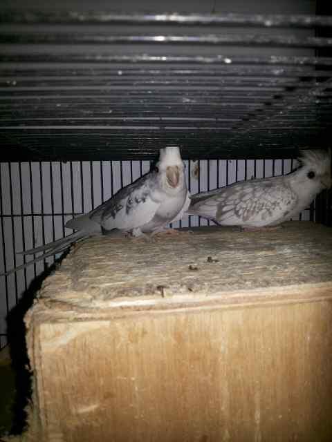G 14 NTO Farm importir burung paruh bengkok dan kicau