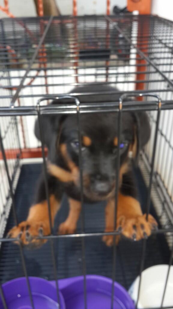 WTS : Puppy / Anjing Anak Rottweiler Betina Non Stambum