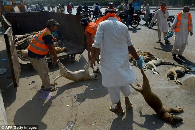 Kampanye Kebersihan di Pakistan : Anjing2 diburu dan dimusnahkan