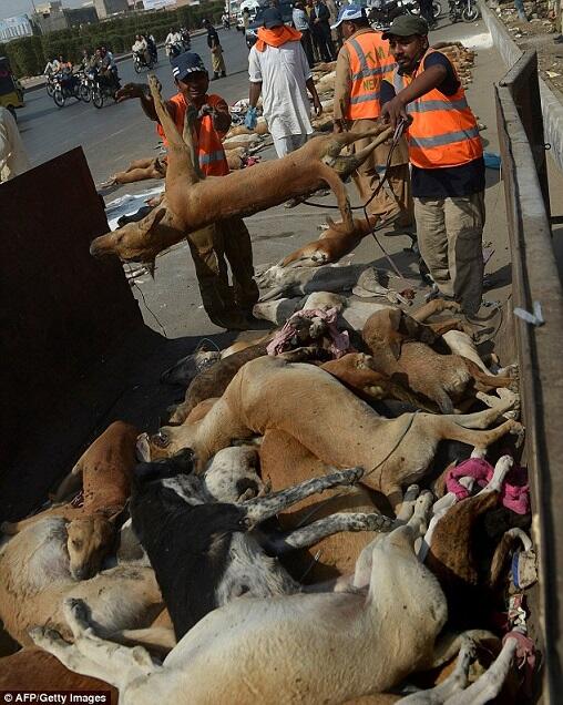 Kampanye Kebersihan di Pakistan : Anjing2 diburu dan dimusnahkan