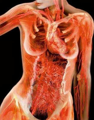 Foto-Foto Tubuh Manusia Versi X-Ray