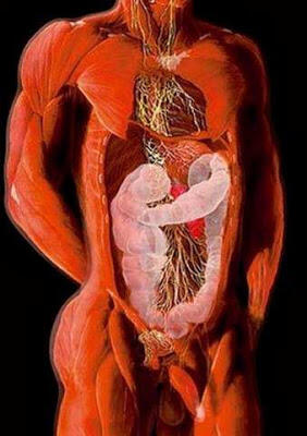 Foto-Foto Tubuh Manusia Versi X-Ray