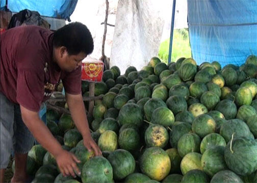 Dalam Waktu 1 Bulan Buah Semangka Sudah Bisa Dipanen gan