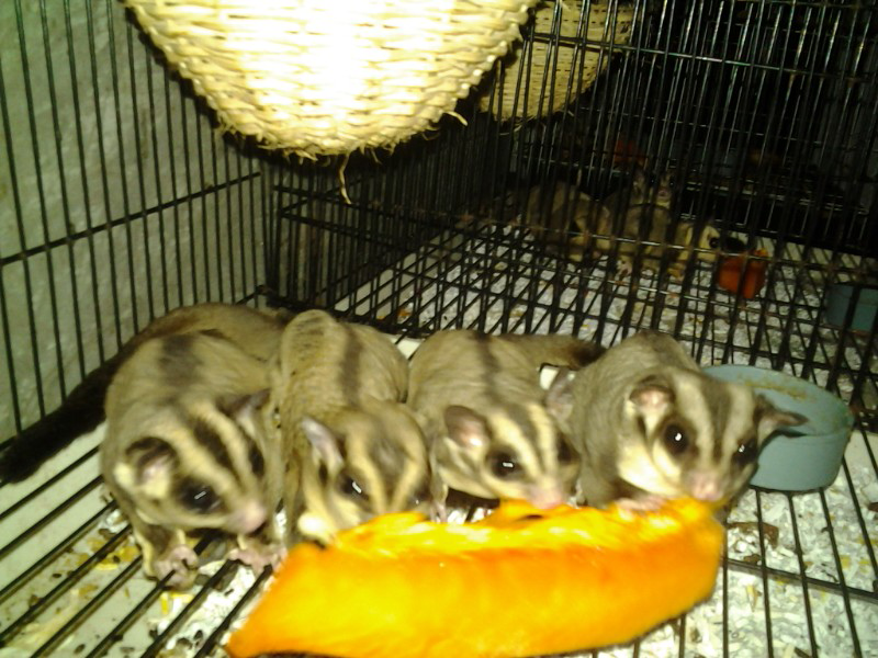 Sugar Glider Indukan 5 ekor