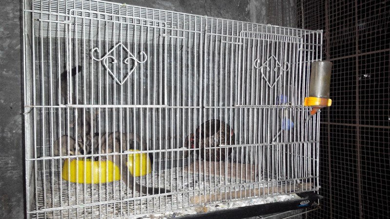 Sugar Glider Indukan 5 ekor