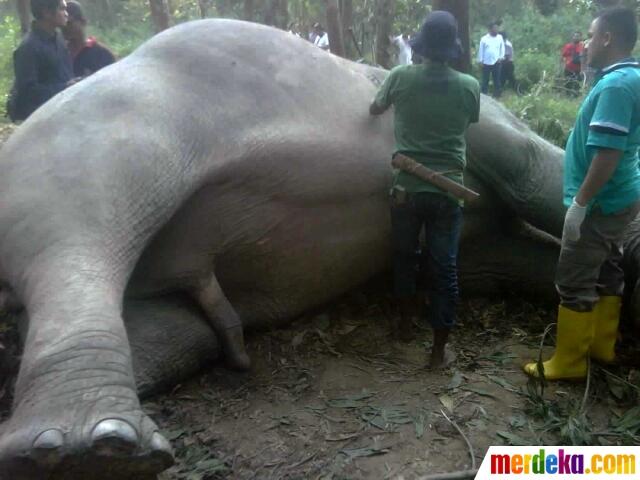 Sakitnya tuh di sini gan!!ILiat pembantaian gajah Sumatera yang dibantai sadis&quot;&quot;