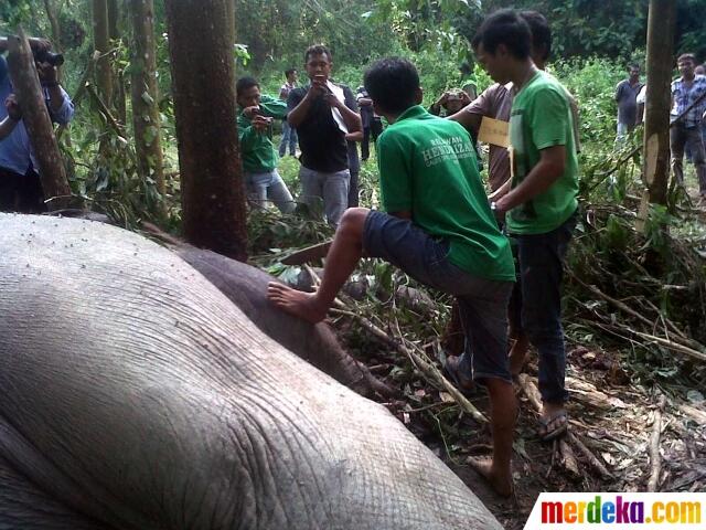 Sakitnya tuh di sini gan!!ILiat pembantaian gajah Sumatera yang dibantai sadis&quot;&quot;