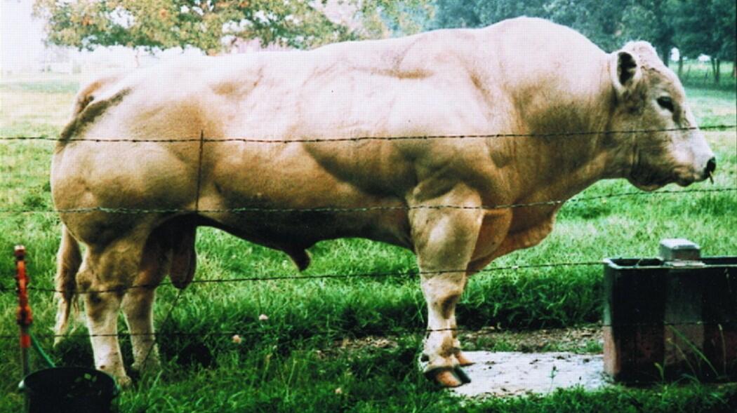 Sapi Ter Kekar Di Dunia (No Hoax Must see)