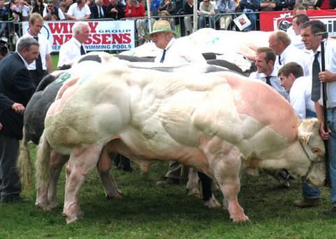 Sapi Ter Kekar Di Dunia (No Hoax Must see)