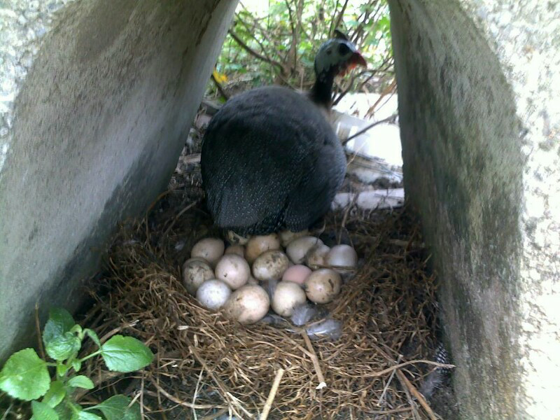 (jadi kaya) ayam ane nelor kebanyakan