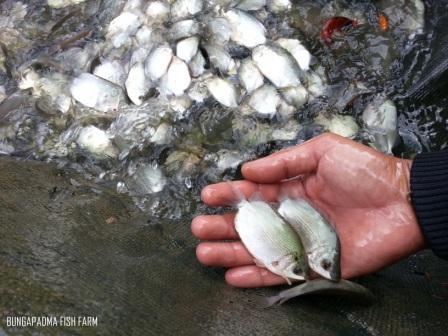 Ikan Tembakang