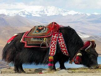 Serba Serbi Tibet, Negeri Eksotis Yang Bikin Penasaran