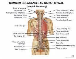 10 fakta menakjubkan tubuh kita