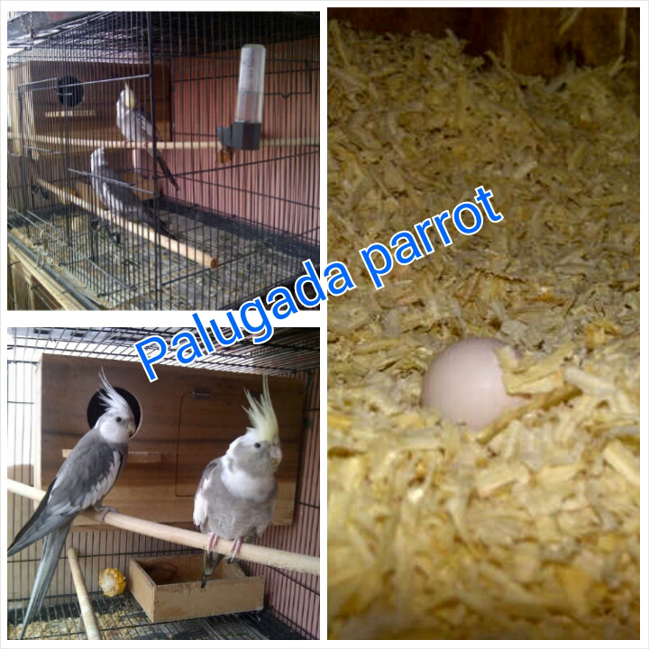 Cockatiel wf indukan sekalian telornya