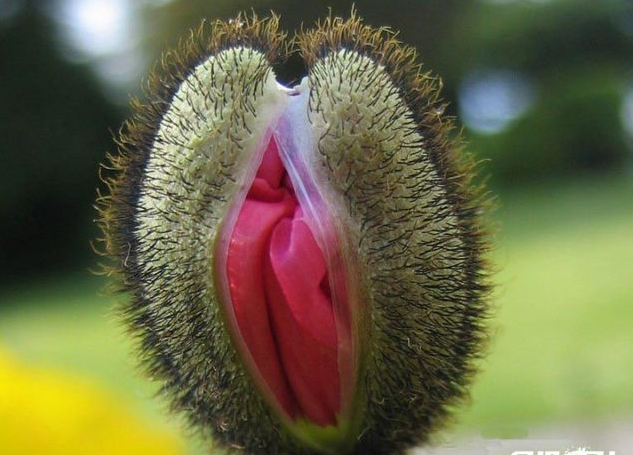 &#91;Mulustrasi&#93; Di Yogya, Diperingati Hari Vagina/ Vagina Day