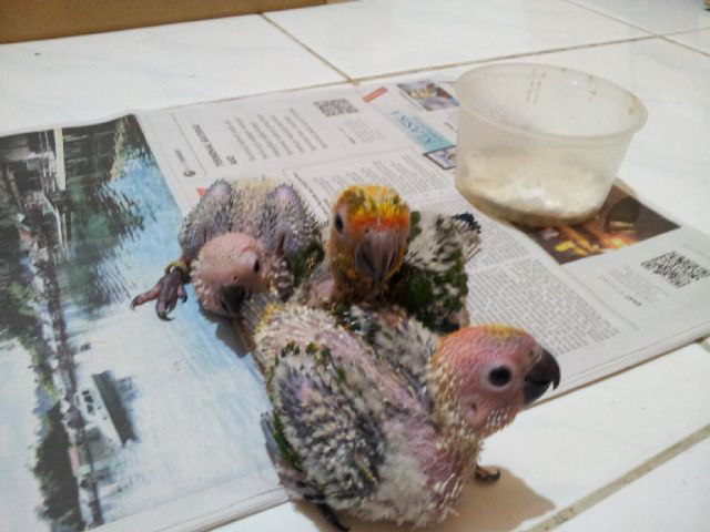 Sun conure baby lolohan impor