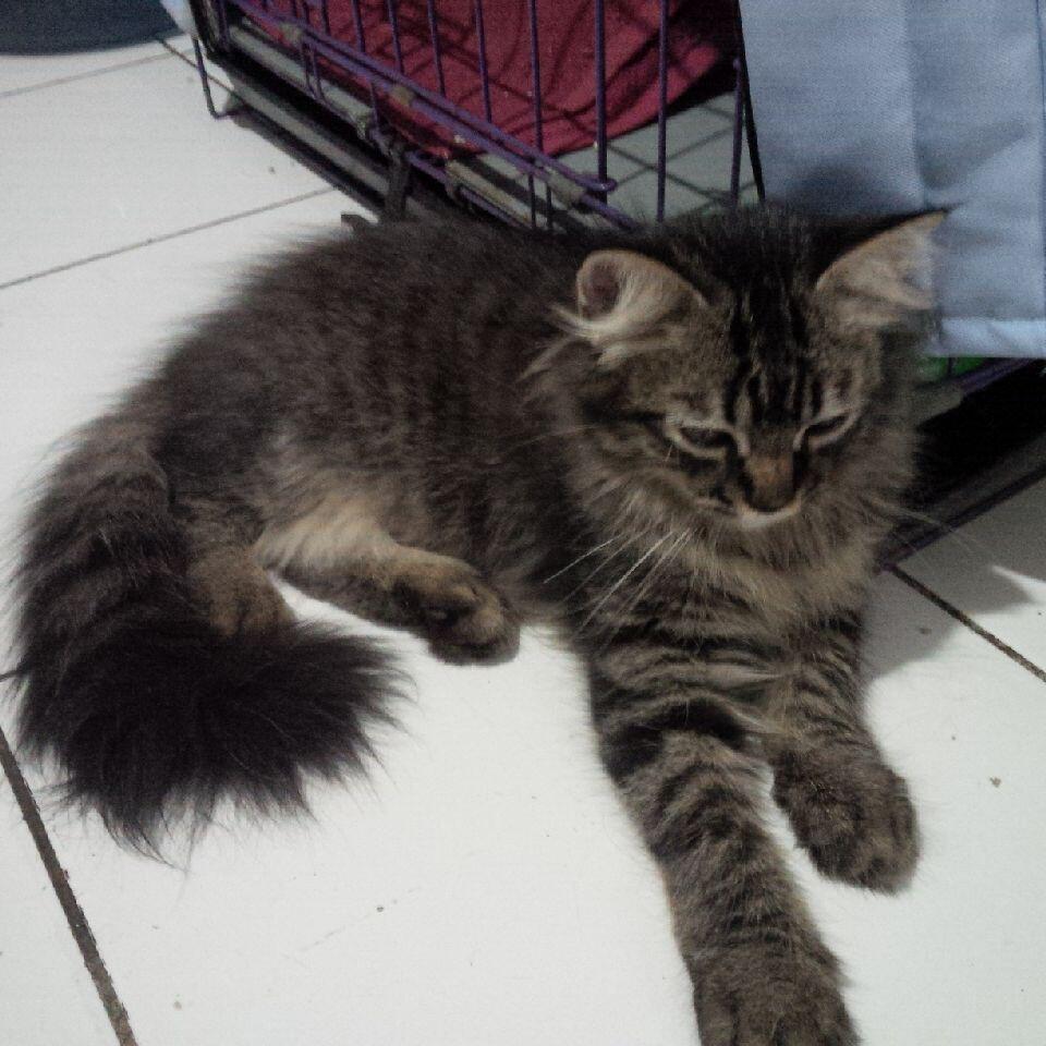 semi hibah kucing persia jantan birahi