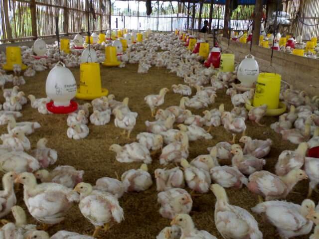 HATI-HATI DENGAN PENIPUAN INVESTASI AYAM DENGAN PROFIT 8-15% per bulan