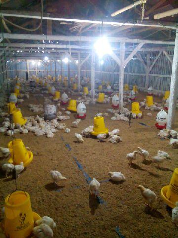 HATI-HATI DENGAN PENIPUAN INVESTASI AYAM DENGAN PROFIT 8-15% per bulan
