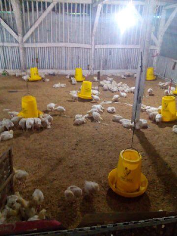 HATI-HATI DENGAN PENIPUAN INVESTASI AYAM DENGAN PROFIT 8-15% per bulan