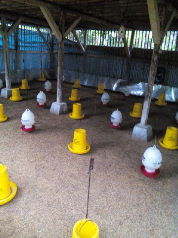 HATI-HATI DENGAN PENIPUAN INVESTASI AYAM DENGAN PROFIT 8-15% per bulan