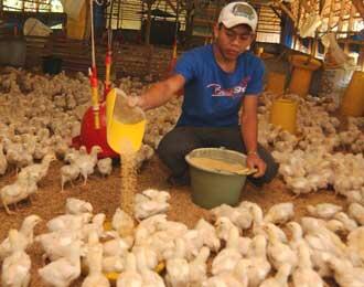 HATI-HATI DENGAN PENIPUAN INVESTASI AYAM DENGAN PROFIT 8-15% per bulan