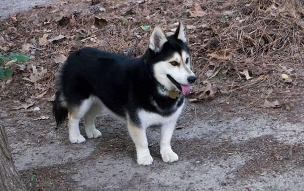 Anjing Mix-Breed (Campuran) yang pasti akan membuat Anda Tersenyum