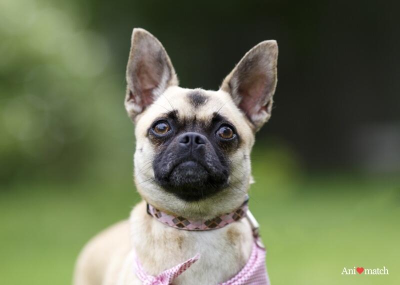 Anjing Mix-Breed (Campuran) yang pasti akan membuat Anda Tersenyum