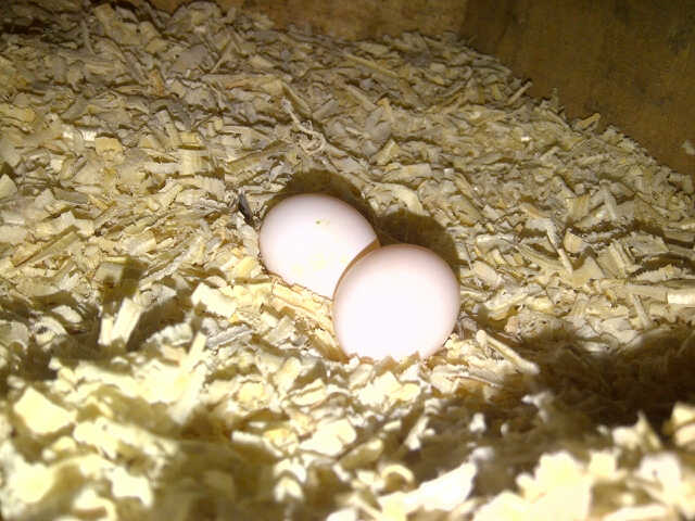 Cockatiel wf indukan sekalian telornya
