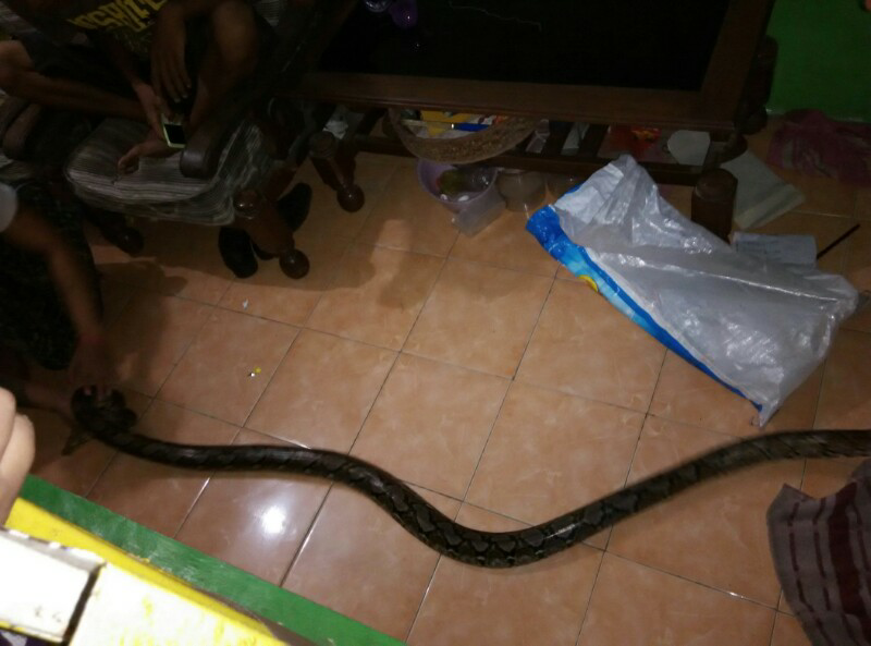 ular sanca kembang 2,9 meter (350rb)