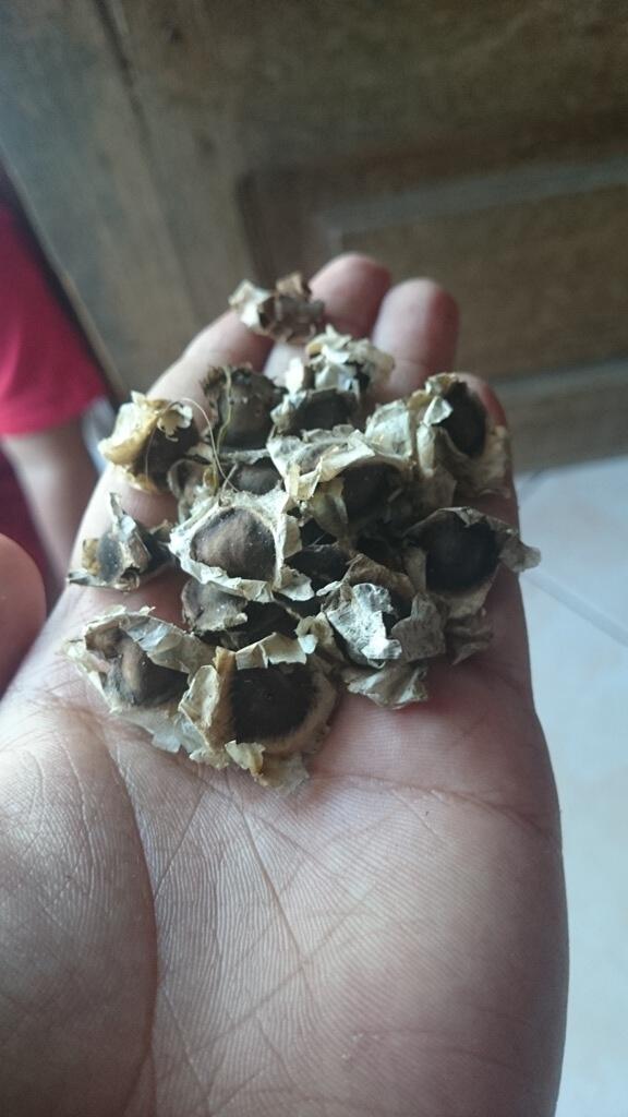 Dried Moringa Seeds atau Bijinya pohon kelor atau isinya KLENTANG yang sudah KERING