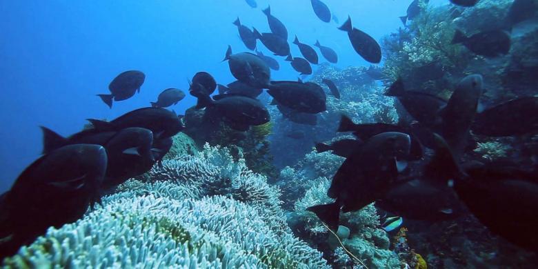 Menikmati Akhir Pekan di Pulau Alor