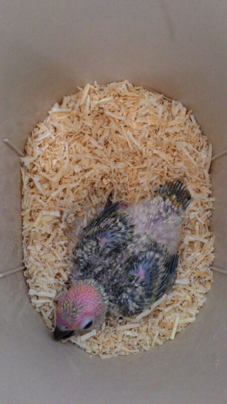 Sun conure baby lolohan impor