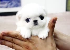 10 Jenis Puppy Lucu dan Menggemaskan!!MASUK GAN! DI JAMIN MAU MELIHARA!!
