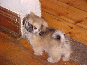 10 Jenis Puppy Lucu dan Menggemaskan!!MASUK GAN! DI JAMIN MAU MELIHARA!!