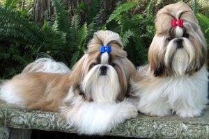 10 Jenis Puppy Lucu dan Menggemaskan!!MASUK GAN! DI JAMIN MAU MELIHARA!!