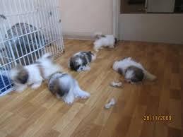 10 Jenis Puppy Lucu dan Menggemaskan!!MASUK GAN! DI JAMIN MAU MELIHARA!!