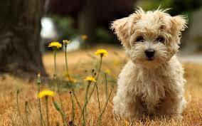 10 Jenis Puppy Lucu dan Menggemaskan!!MASUK GAN! DI JAMIN MAU MELIHARA!!