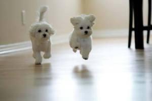 10 Jenis Puppy Lucu dan Menggemaskan!!MASUK GAN! DI JAMIN MAU MELIHARA!!