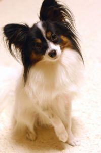 10 Jenis Puppy Lucu dan Menggemaskan!!MASUK GAN! DI JAMIN MAU MELIHARA!!