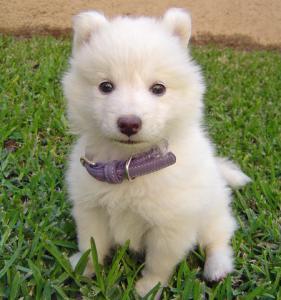 10 Jenis Puppy Lucu dan Menggemaskan!!MASUK GAN! DI JAMIN MAU MELIHARA!!