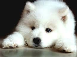 10 Jenis Puppy Lucu dan Menggemaskan!!MASUK GAN! DI JAMIN MAU MELIHARA!!